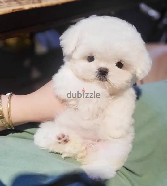 BICHON MALTAIS MALTIPOO dogs available females and males SPECIAL GIFTS 9