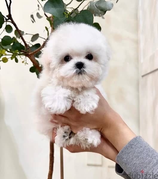 BICHON MALTAIS MALTIPOO dogs available females and males SPECIAL GIFTS 10