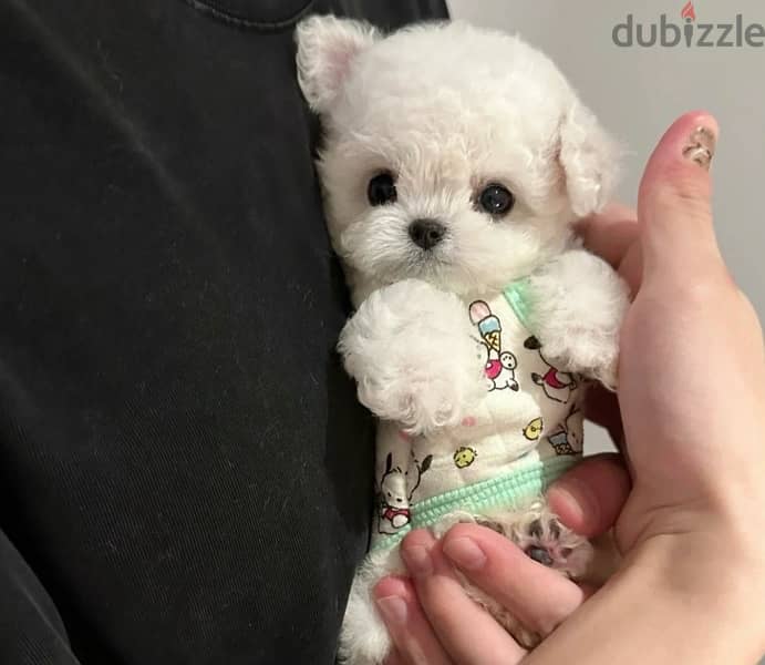 BICHON MALTAIS MALTIPOO dogs available females and males SPECIAL GIFTS 13