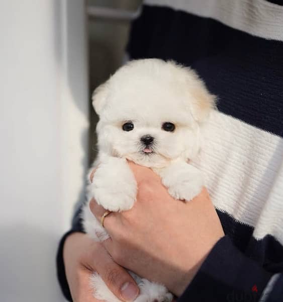 BICHON MALTIPOO maltaise teacup & all size AVAILABLE females and males 2