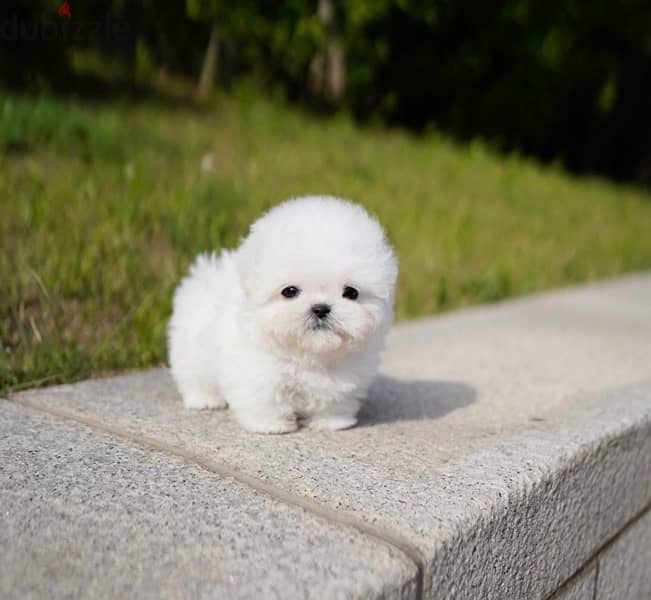 BICHON MALTIPOO maltaise teacup & all size AVAILABLE females and males 3