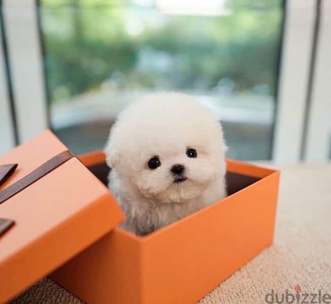 BICHON MALTIPOO maltaise teacup & all size AVAILABLE females and males 4