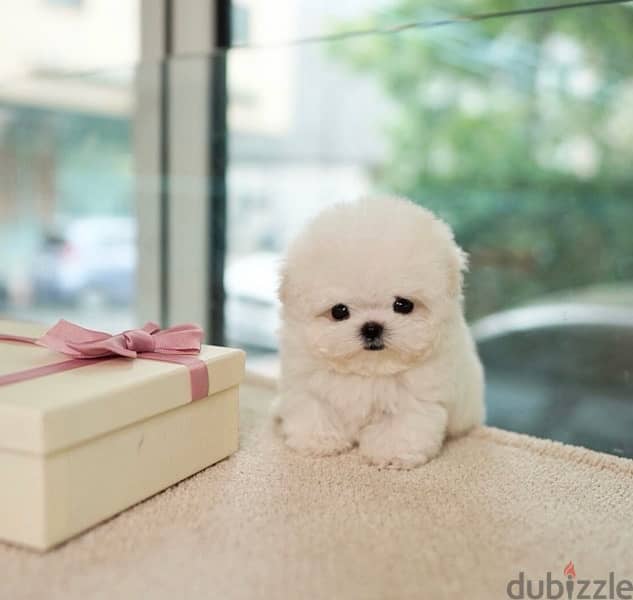 BICHON MALTIPOO maltaise teacup & all size AVAILABLE females and males 5