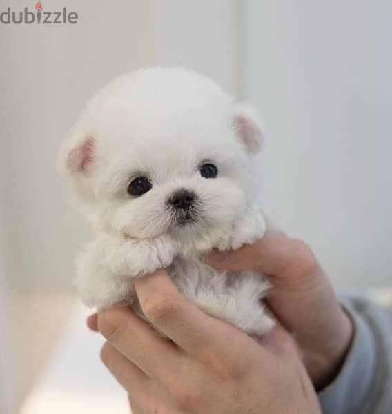 BICHON MALTIPOO maltaise teacup & all size AVAILABLE females and males 6