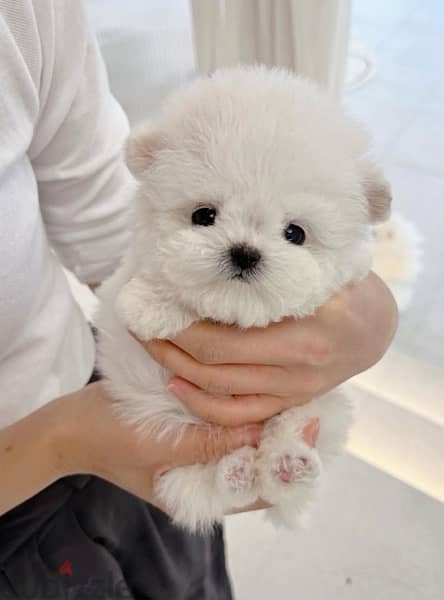 BICHON MALTIPOO maltaise teacup & all size AVAILABLE females and males 7