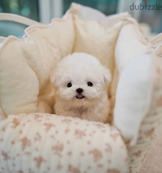 BICHON MALTIPOO maltaise teacup & all size AVAILABLE females and males 8