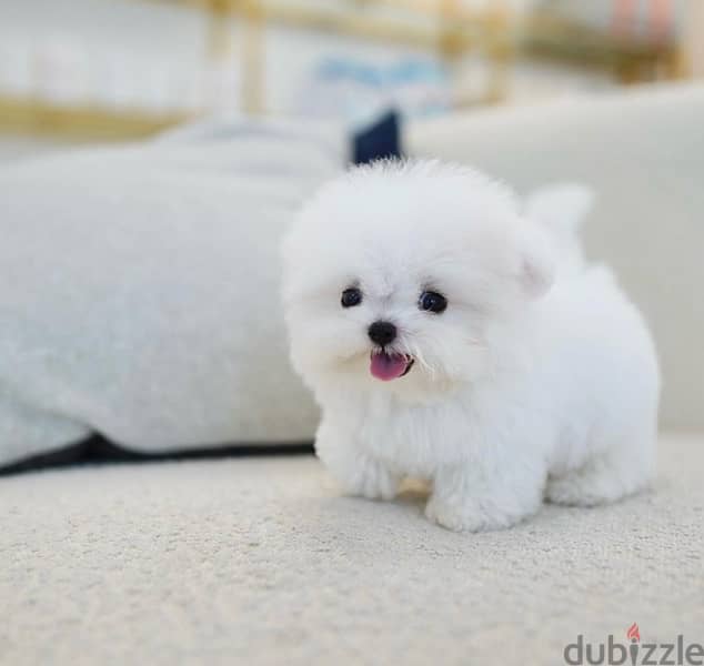 BICHON MALTIPOO maltaise teacup & all size AVAILABLE females and males 9