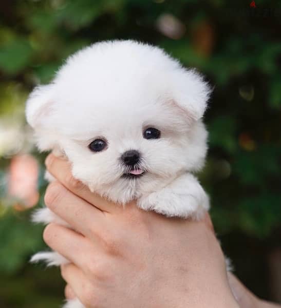 BICHON MALTIPOO maltaise teacup & all size AVAILABLE females and males 10