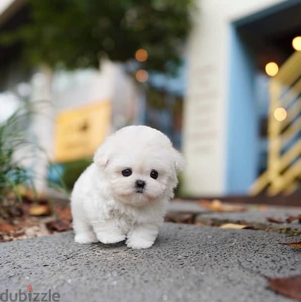 BICHON MALTIPOO maltaise teacup & all size AVAILABLE females and males 11