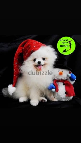 Imported Pomeranian Fox White