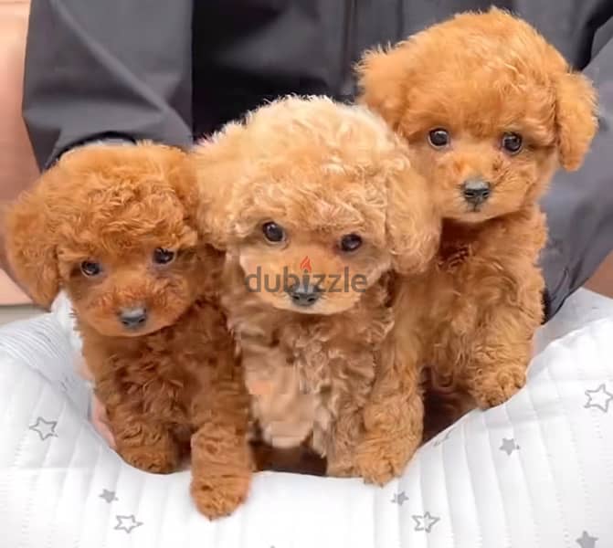 Maltipoo toy size 0
