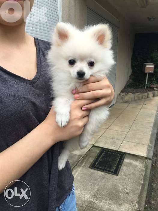 Pomeranian Puppy White Pomy 0