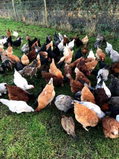 دجاج بلدي للبيع في البوار70554186