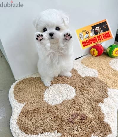BICHON maltese DOGS MALTIPOO females and males all size available