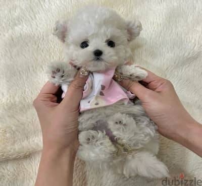 BICHON DOGS and maltipoo available females and males VIP Pet Shop