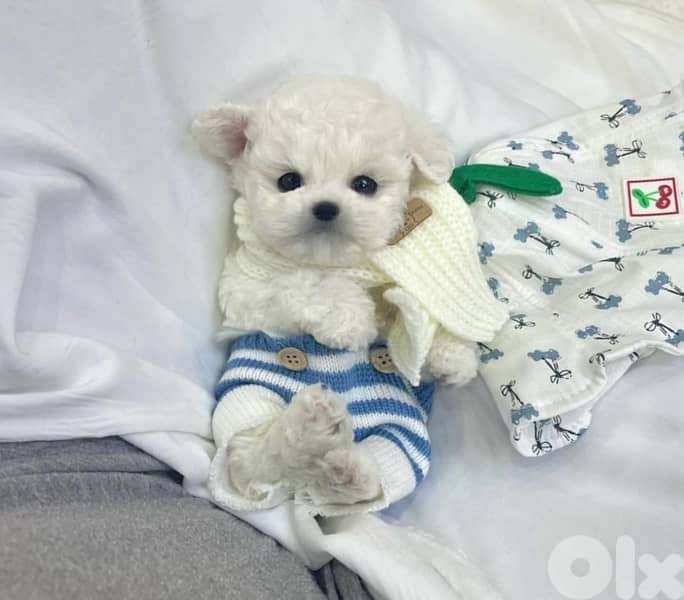 BICHON maltaise & maltipoo females and males SPECIAL OFFERS 0