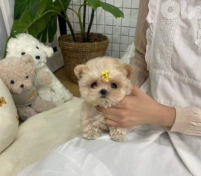 BICHON maltaise & maltipoo females and males SPECIAL OFFERS 1