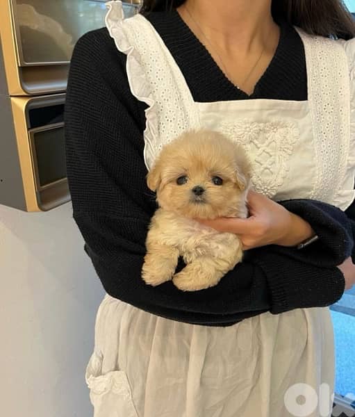 BICHON maltaise & maltipoo females and males SPECIAL OFFERS 2