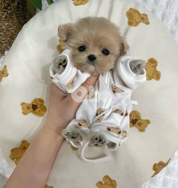 BICHON maltaise & maltipoo females and males SPECIAL OFFERS 3