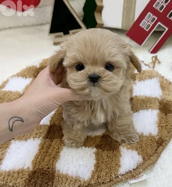 BICHON maltaise & maltipoo females and males SPECIAL OFFERS 4