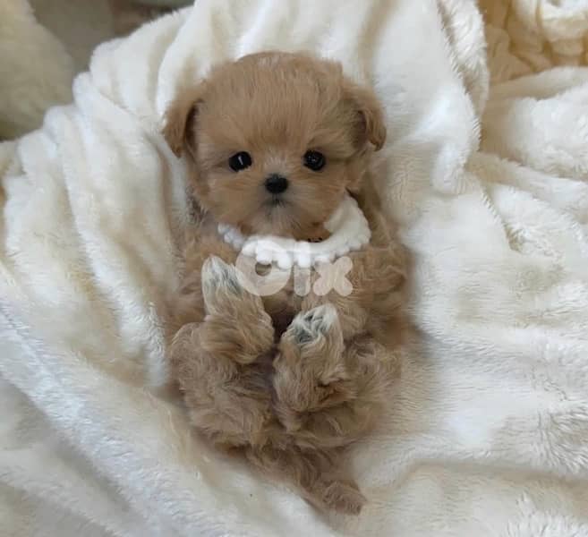 BICHON maltaise & maltipoo females and males SPECIAL OFFERS 5