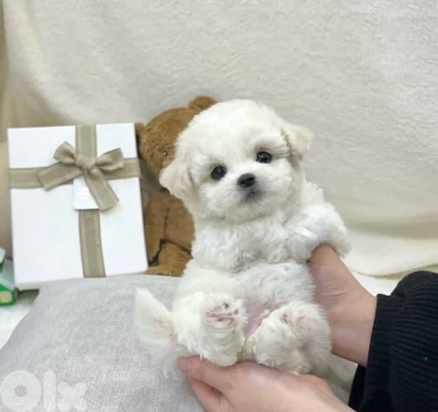 BICHON maltaise & maltipoo females and males SPECIAL OFFERS 6