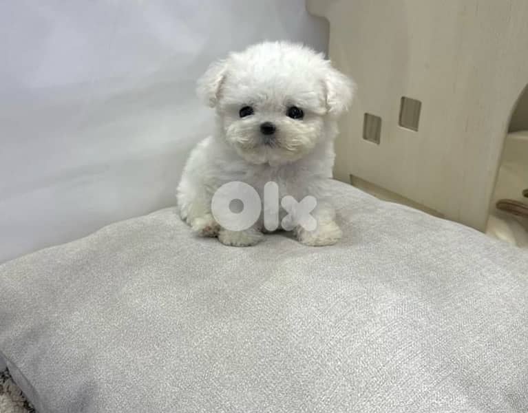 BICHON maltaise & maltipoo females and males SPECIAL OFFERS 7