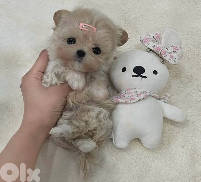 BICHON maltaise & maltipoo females and males SPECIAL OFFERS 8