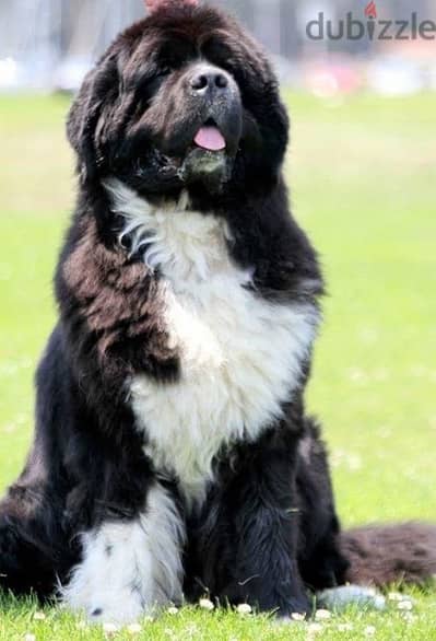 Imported Newfoundland Newfie Black and white