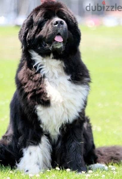 Imported Newfoundland Newfie Black and white 0