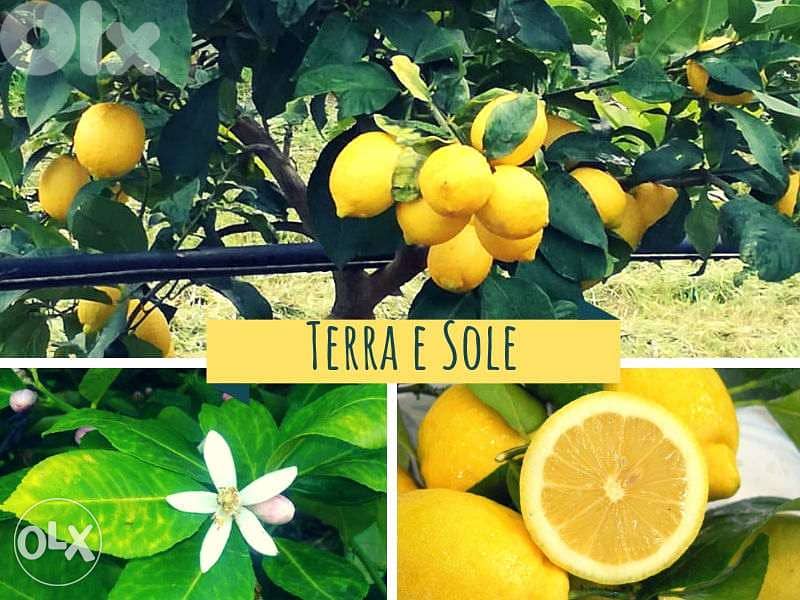 Prenium Italian lemon شجر حامض إيطالي فاخر يتحمل الصقيع والثلج 0