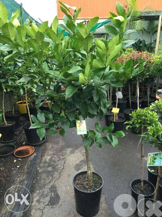 Prenium Italian lemon شجر حامض إيطالي فاخر يتحمل الصقيع والثلج 1