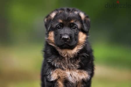 German shepherd available