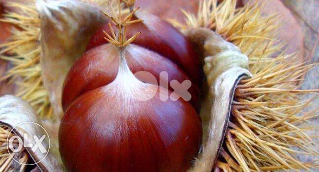 شجر كستناء تركي chestnut turkish 2