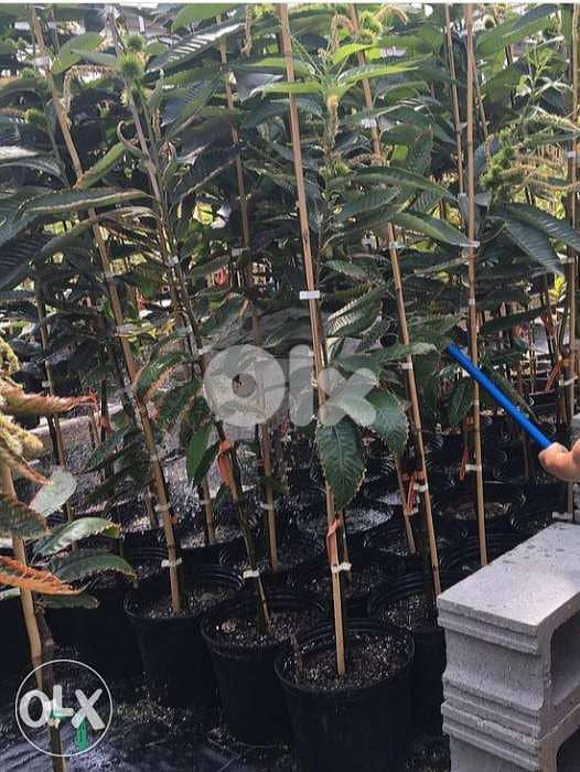 شجر كستناء تركي chestnut turkish 1