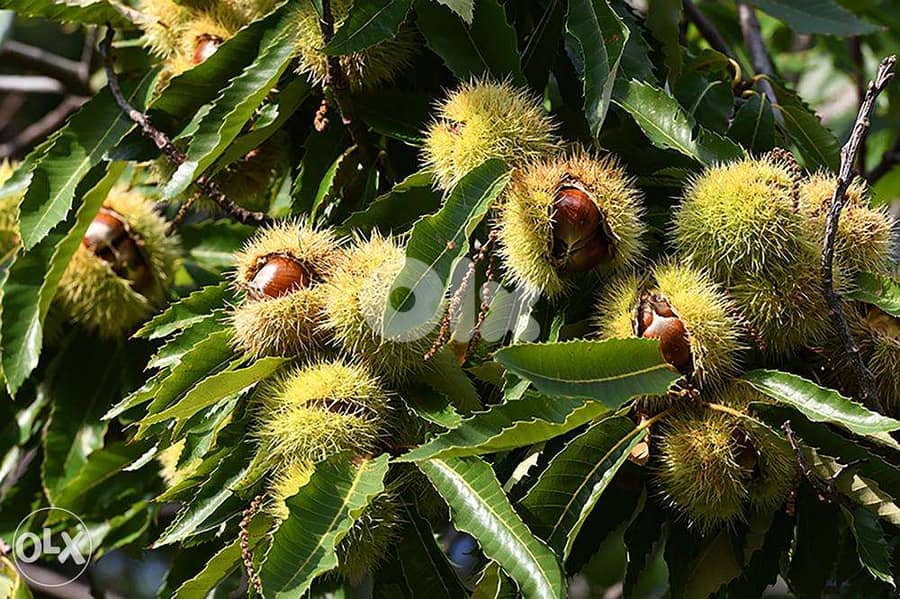 شجر كستناء تركي chestnut turkish 0