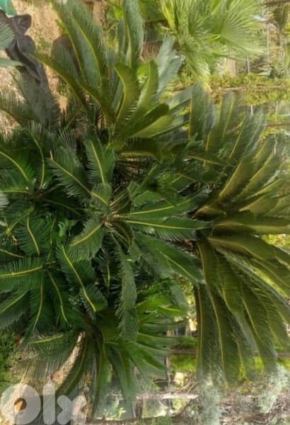 cyca plant سيكا 0