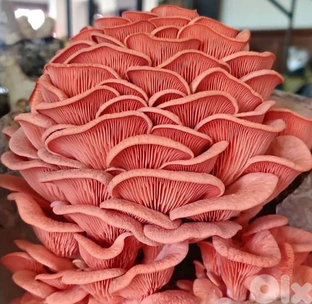 Edible Mushroom Kits (grow it yourself kits) 0
