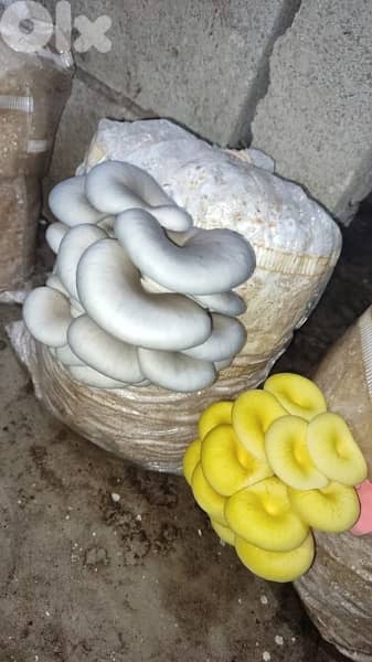 Edible Mushroom Kits (grow it yourself kits) 1