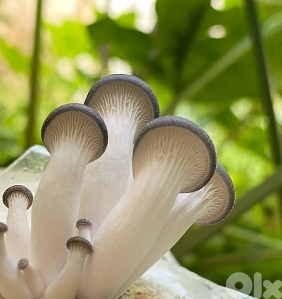 Edible Mushroom Kits (grow it yourself kits) 4