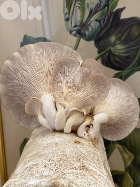 Edible Mushroom Kits (grow it yourself kits) 5