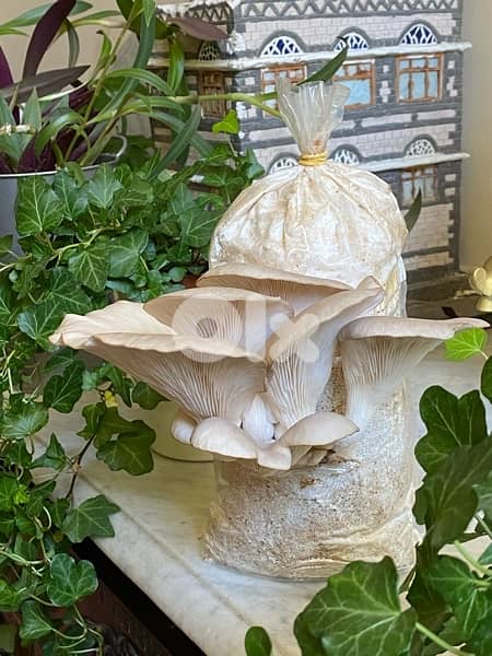 Edible Mushroom Kits (grow it yourself kits) 6