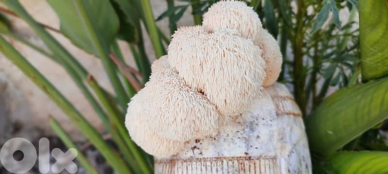 Edible Mushroom Kits (grow it yourself kits) 7