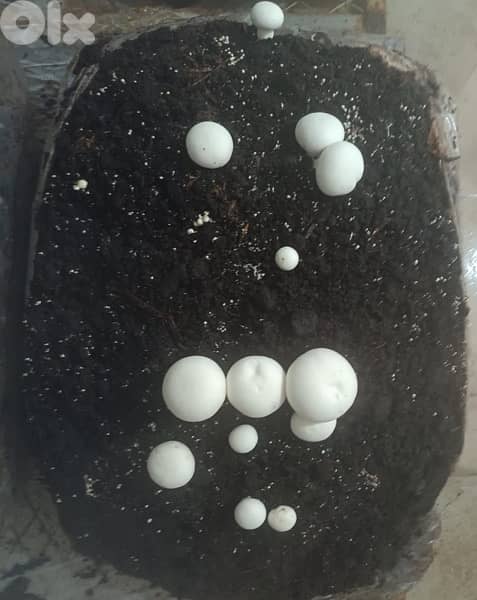 Edible Mushroom Kits (grow it yourself kits) 8