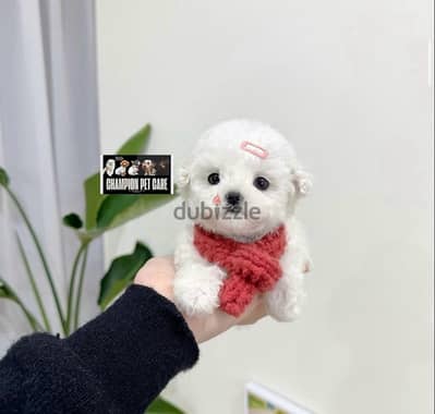 BICHON DOGS maltese & MALTIPOO FEMALES AND MALES AVAILABLE
