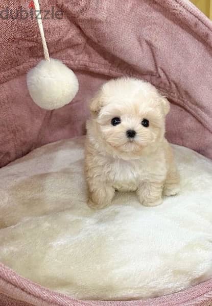 BICHON DOGS maltese & MALTIPOO FEMALES AND MALES AVAILABLE 1