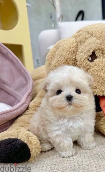 BICHON DOGS maltese & MALTIPOO FEMALES AND MALES AVAILABLE 3