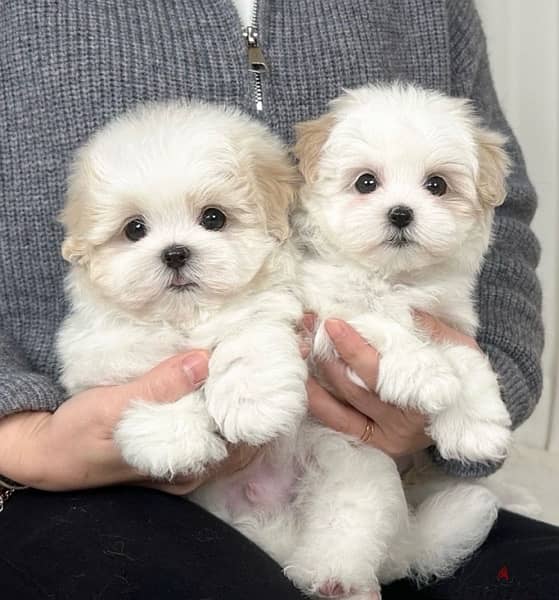 BICHON DOGS maltese & MALTIPOO FEMALES AND MALES AVAILABLE 4