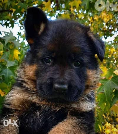 Show line black mask