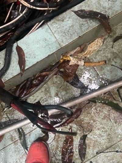 كابل كهرباء بين ٤٠ و ٥٠ متر  ١٦م نحاس ٤ خطوط و خط نص م  مغلف اوروبي